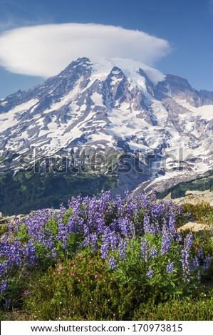Mount Rainier and wildflowers as seen from Plummer Peak in summer; Mount Rainier National Park, Washington State
