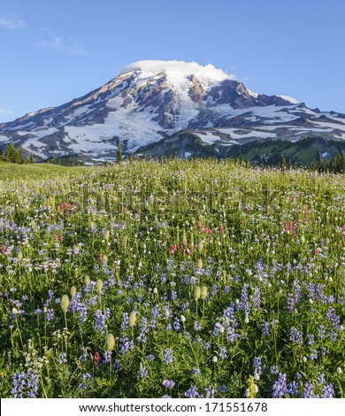 Mount Rainier And Summer Wildflowers As Seen From Mazama Ridge In Early Morning; Mount Rainier National Park