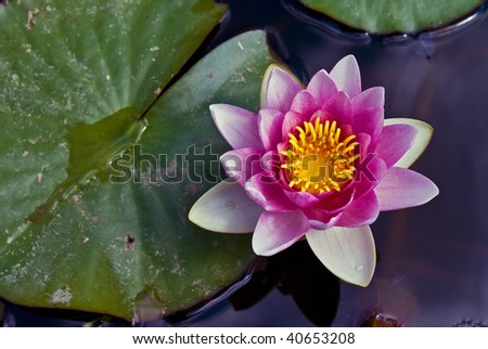Close-up of a purple water lily in a pond with a beautiful contrasted yellow center. Shallow depth of field accentuates the beauty of the blossom.