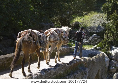 man crossing a bridge with two mules