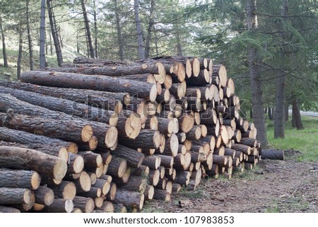 groups of trees cut to form a pile