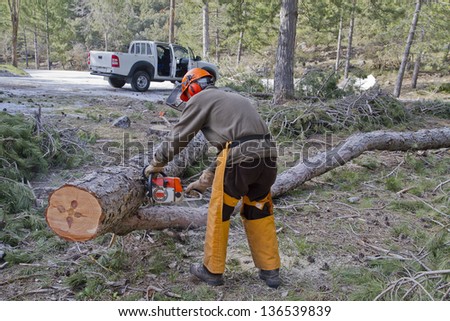 woodcutter cutting a tree with a chainsaw