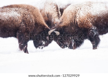 Bison during winter in Yellowstone play-fighting.
