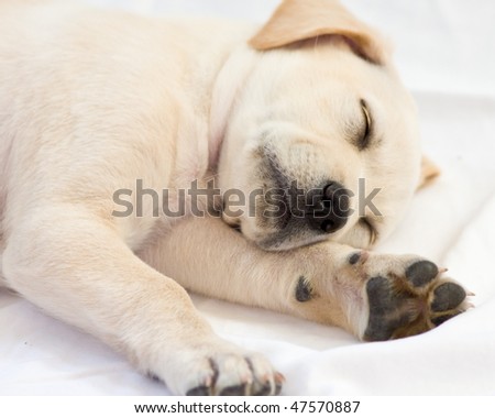 yellow lab puppies wallpaper. yellow lab puppies for sale in