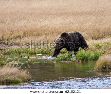 Grizzly bear during the fall season