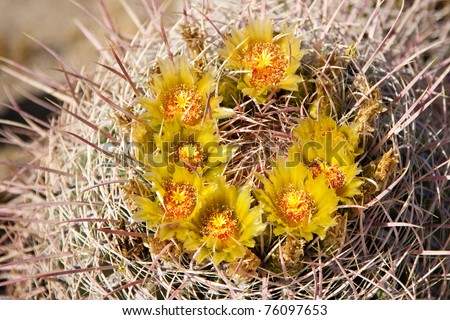 Barrel Cactus flower in the californian desert