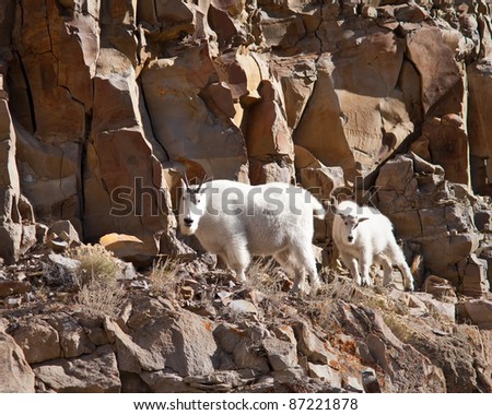 mountain goats during fall in Yellowstone park