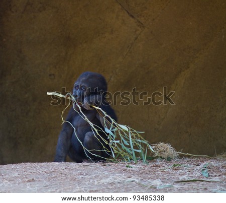 Gorillas In Captivity