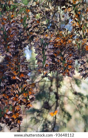 Monarchs butterflies during their migration