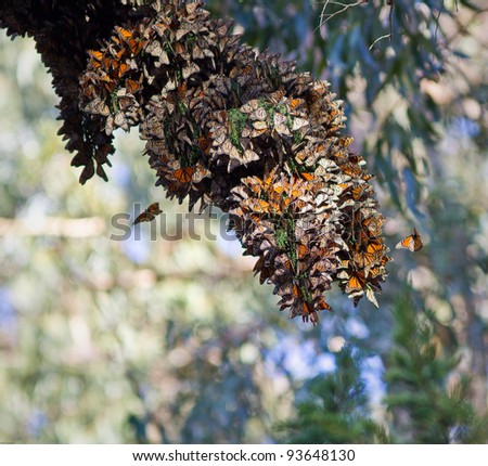 Monarchs butterflies during their migration