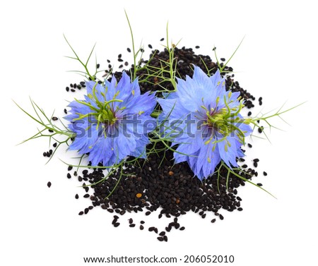 Nigella sativa or fennel flower, nutmeg flower, black caraway, Roman coriander, black cumin, black sesame, blackseed, black caraway, Bunium persicum. Isolated.