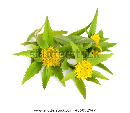 Rhodiola rosea (commonly golden root, rose root, roseroot, western roseroot, Aaron\'s rod, Arctic root, king\'s crown, lignum rhodium, orpin rose). Isolated on white background.