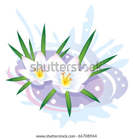 Crocus Flower. The first spring flowers and snow. Vector illustration.