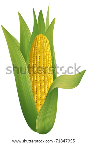 http://image.shutterstock.com/display_pic_with_logo/660550/660550,1298544740,8/stock-photo-ripe-corn-vector-illustration-on-white-background-71847955.jpg