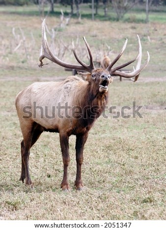 Deer Moose Elk