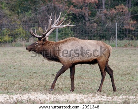Pics Of Deer Antlers. Bugle, Deer, Antlers,