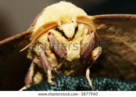 Imperial moth bug fly head antenna