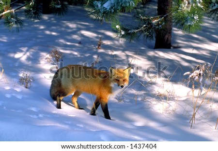 taken in killarney ontario. It was -25c and  just as the fox come into the eco system the sun hit him.