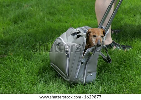 it was 35c and the dog owner put dog in the bag for safety reasons