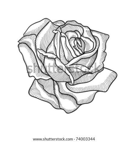 white rose drawing. black and white rose drawing. Hand drawing black rose
