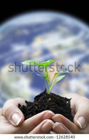 hands and seedling