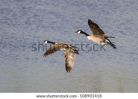 Canada Geese Flying Across Water