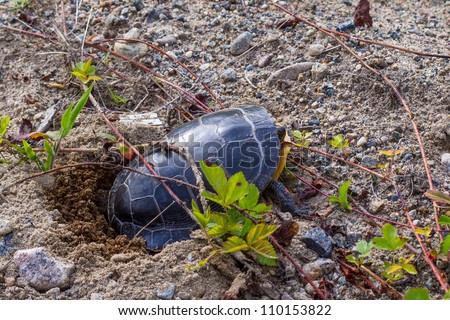 Painted Turtle, Chrysemys picta, laying eggs in a hole she dug in the ground