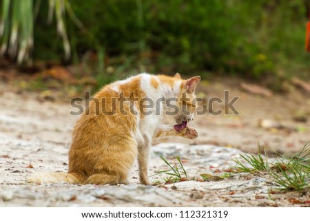 Orange Cat Cleaning Itself