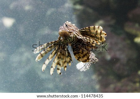 Lionfish (Pterois volitans) a venoumous stinging fish popular in the pet trade