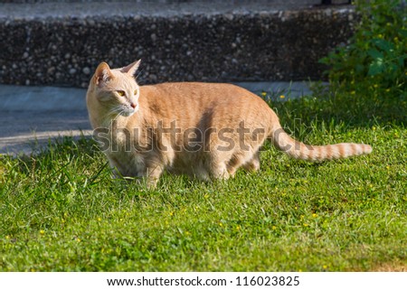 Orange Cat hunting on lawn