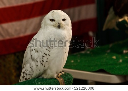 Snowy Owl in front of an American Flag