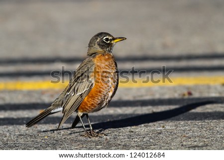 American Robin in Parking Lot
