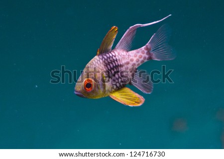 Pajama Cardinalfish, Sphaeramia nematoptera