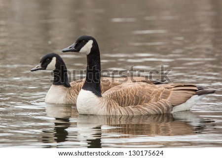 Canada Goose, Branta canadensis, in water