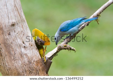 Blue-gray Tanager, Thraupis episcopus