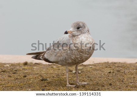 Ring-billed Gull, Larus delawarensis, on ground
