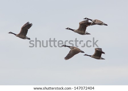 Canada Goose Flock in Flight against clear sky