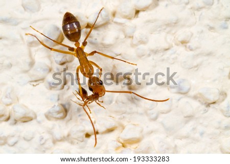A Small Red Fire Ant (Solenopsis invicta) biting the antenna of a much larger Carpenter Ant (Camponotus castaneus)