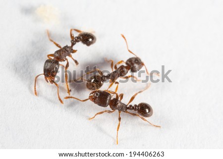 Pavement Ant, Tetramorium species-e, worker, on white background