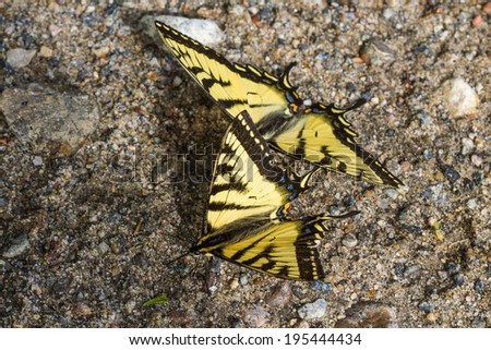 Eastern Tiger Swallowtail perched  next to a smaller Canadian Tiger Swallowtail