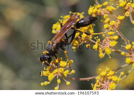 Black-and-yellow Mud Dauber Wasp, Sceliphron caementarium, collewcting enctar from yellow flowers