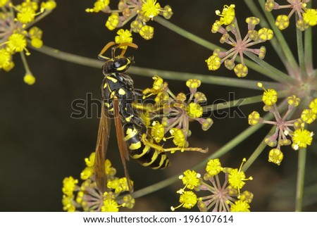 European Paper Wasp, Polistes dominula,  collecting nectar from yellow flowers
