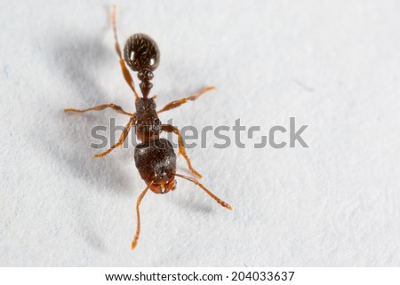 Pavement Ant, Tetramorium species-e, on white background