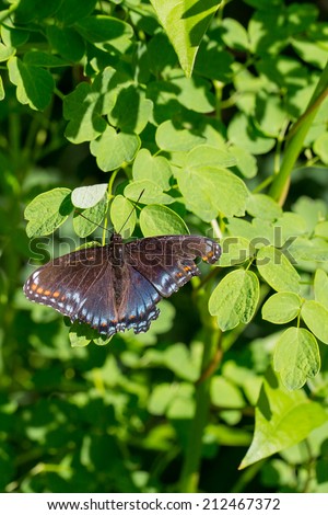 Red-Spotted Purple, Limenitis arthemis astyanax, a mimic species of the posionous Pipevine Swallowtail