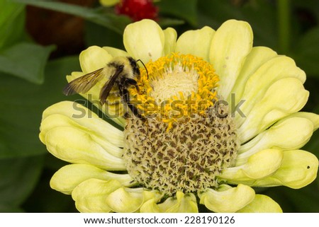 Golden Northern Bumble Bee, Bombus fervidus, collecting pollen from flower