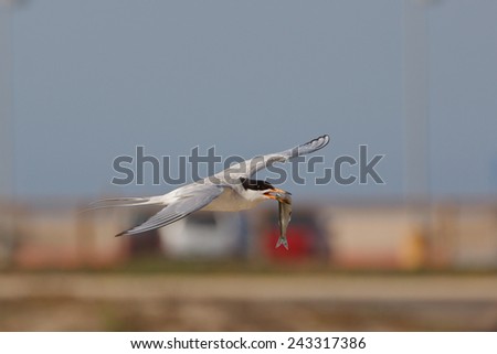 Elegant Tern in flight carrying a fish