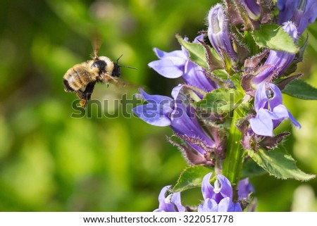 Golden Northern Bumble Bee, Bombus fervidus,  in flight
