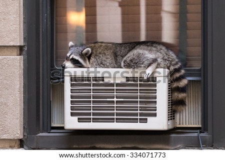 Urban Wildlife: raccoon sleeping on air conditioner