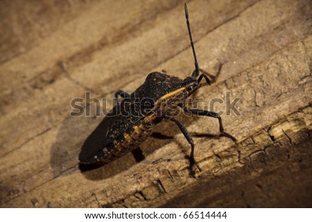 Squash Bug (Anasa tristis)