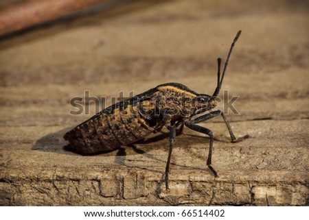 Squash Bug (Anasa tristis)